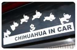 画像2: Chiwawa in Car