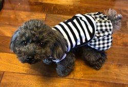 画像5: チェックバルーンスカート