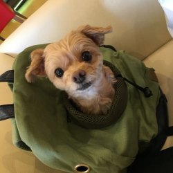 画像5: オープンフェイスバックパック 