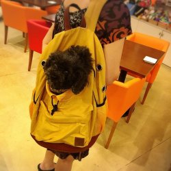 画像3: オープンフェイスバックパック 