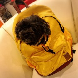 画像2: オープンフェイスバックパック 