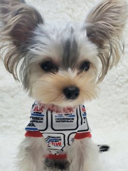 画像4: MILKプルオーバー